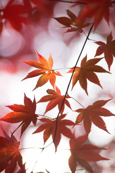 Paisagem Outono Japão — Fotografia de Stock