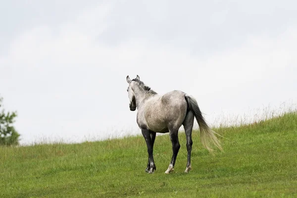 Caballo Pasto Verano —  Fotos de Stock