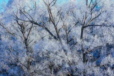 kışın kapalı ağacı süsleyin