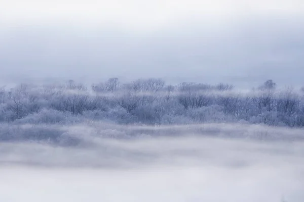 冬天的森林和薄雾 — 图库照片