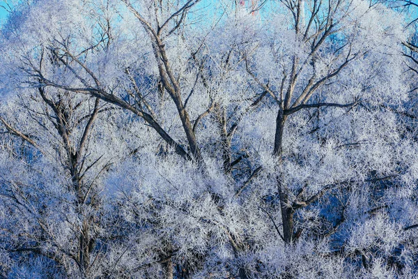 Frost Omfattas Träd Vinter — Stockfoto