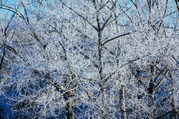 Árbol Cubierto Escarcha Invierno —  Fotos de Stock