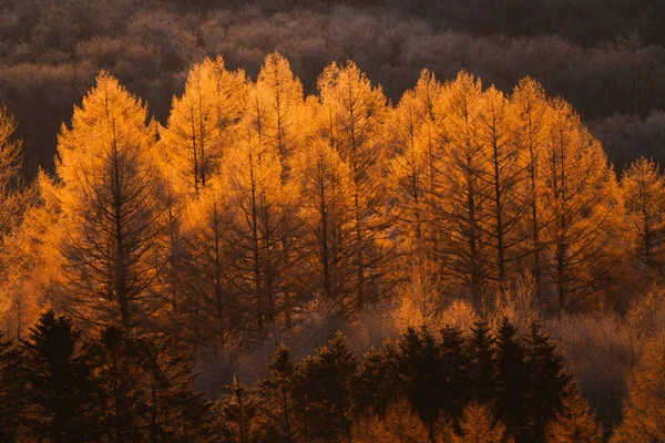 Landschap Winter Hokkaido — Stockfoto