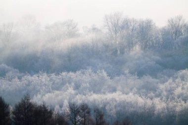 Kış hokkaido manzara