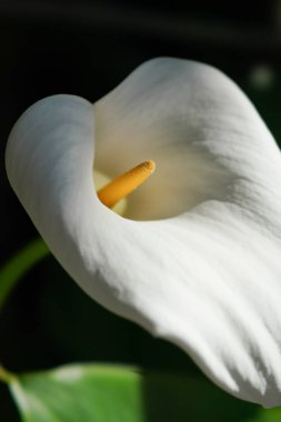 Calla lily Japonya'da