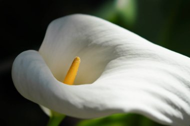 Calla lily Japonya'da
