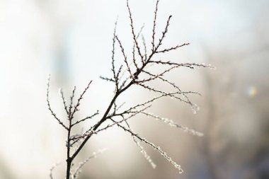 kış sabahı dalında