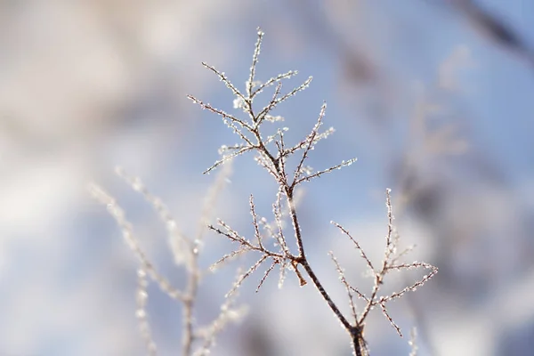 冬北海道草 — 图库照片