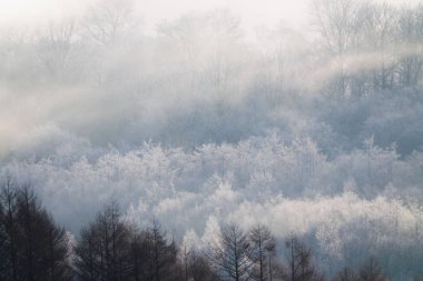 Kış hokkaido manzara
