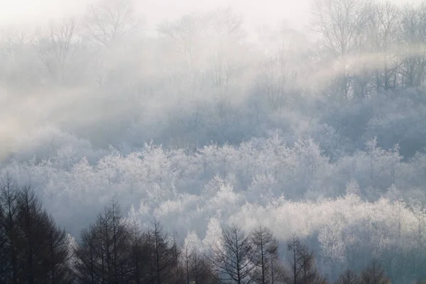 Landschap Winter Hokkaido — Stockfoto