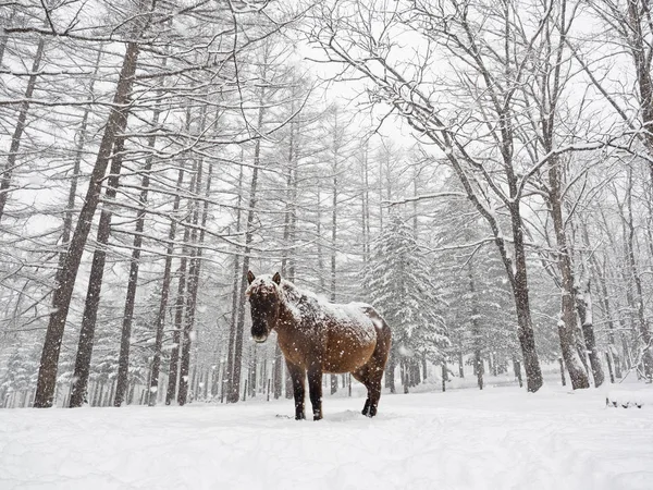 Kůň Zimě Hokkaido — Stock fotografie