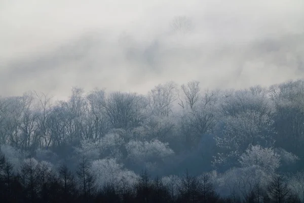 Landschap Winter Hokkaido — Stockfoto