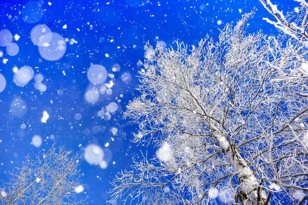 白樺と青空 — ストック写真
