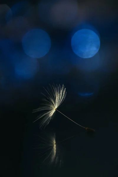 Pelusa Noche Oscura — Foto de Stock