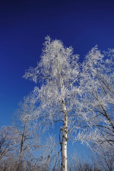 Abedul Blanco Cielo Azul —  Fotos de Stock