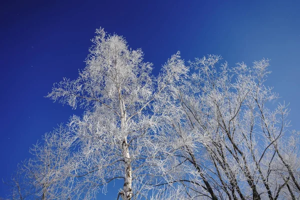 Abedul Blanco Cielo Azul —  Fotos de Stock