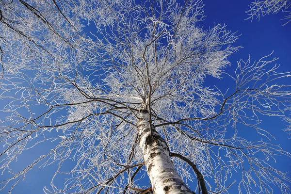 Weiße Birke Und Blauer Himmel — Stockfoto