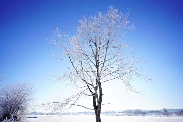 Abedul Blanco Cielo Azul — Foto de Stock