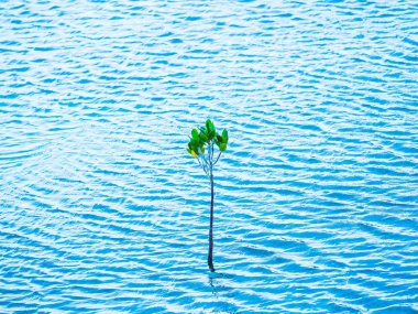 mangrov Iriomote Adası