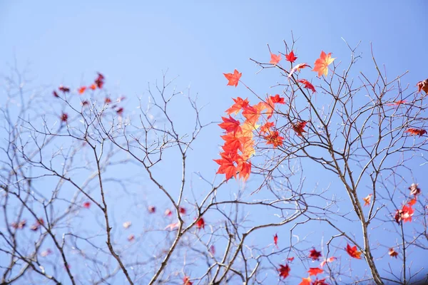 Bladeren Herfst Van Japan — Stockfoto