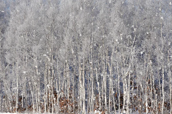 Landschap Winter Hokkaido — Stockfoto