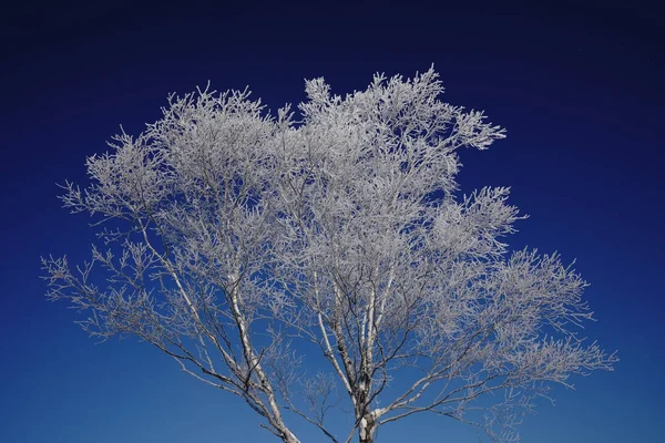 Vit Björk Och Blå Himmel — Stockfoto