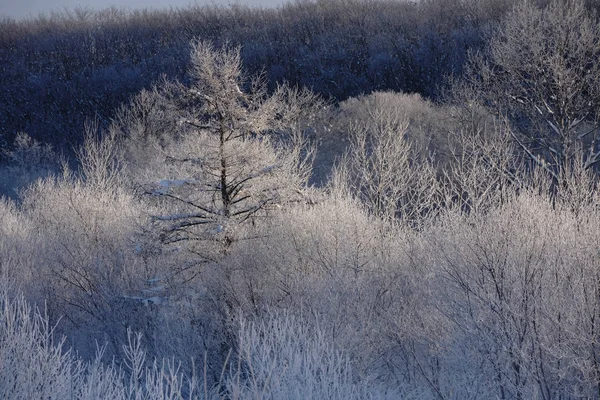 Landschap Winter Hokkaido — Stockfoto