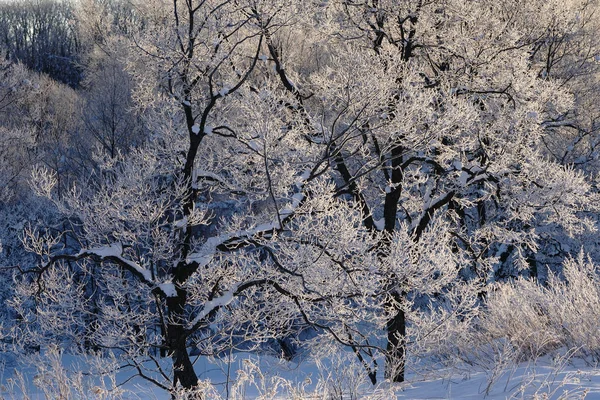 Paisagem Inverno Hokkaido — Fotografia de Stock