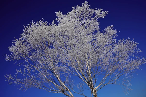 Weiße Birke Und Blauer Himmel — Stockfoto