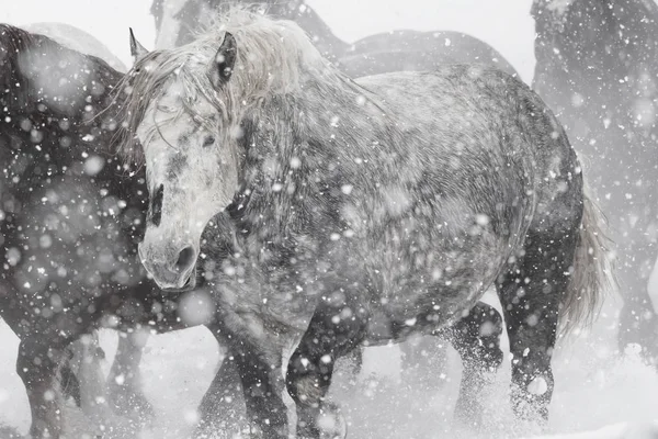 Άλογα Τρεξίματος Χειμώνα — Φωτογραφία Αρχείου