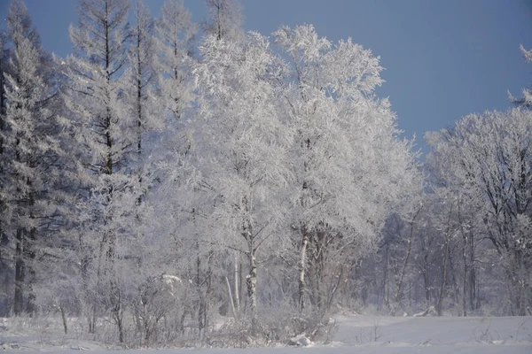 Landscape Winter Hokkaido — Stock Photo, Image