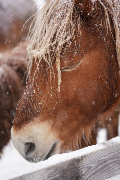 Caballo Invierno Hokkaido — Foto de Stock