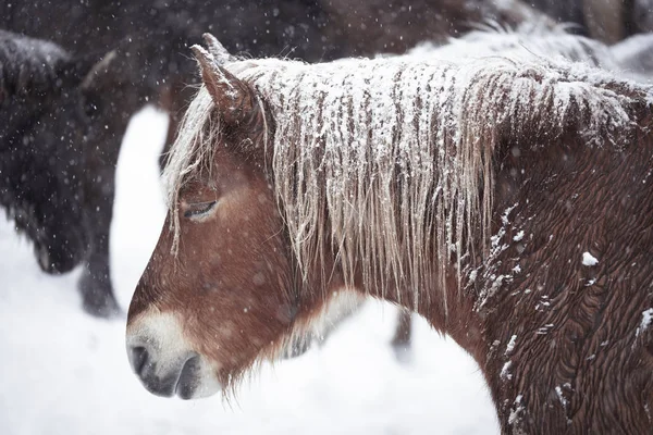 Häst Vintern Hokkaido — Stockfoto