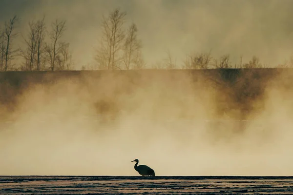 Swan Jezioro Zima — Zdjęcie stockowe