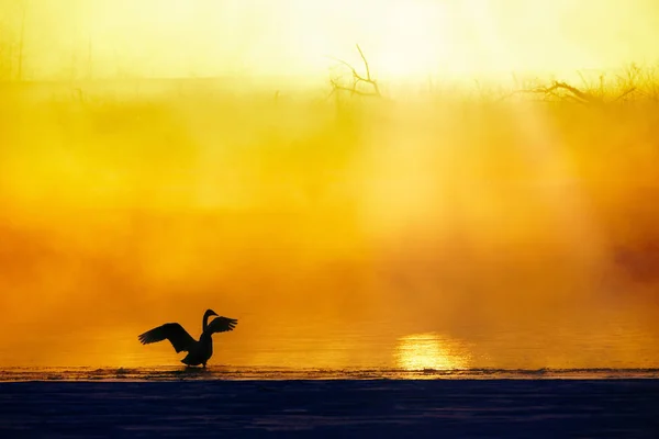 Swan Jezioro Zima — Zdjęcie stockowe