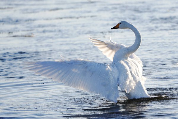 Лебедь в зимнем озере
