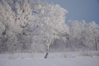 Kış hokkaido manzara