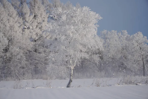 Krajobraz Zimie Hokkaido — Zdjęcie stockowe