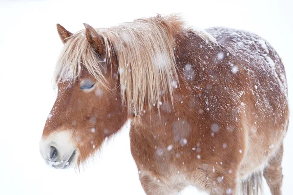 Caballo Invierno Hokkaido — Foto de Stock