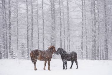 At kışın hokkaido