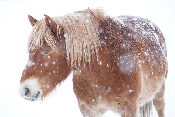 At kışın hokkaido