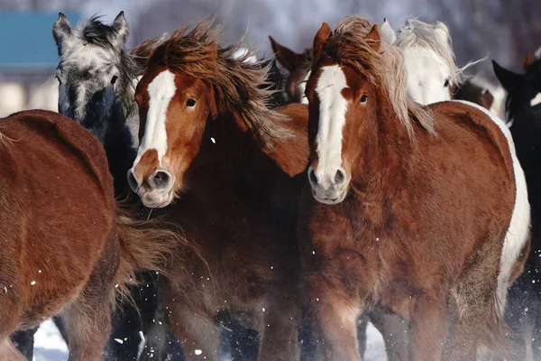 Laufpferde Winter — Stockfoto