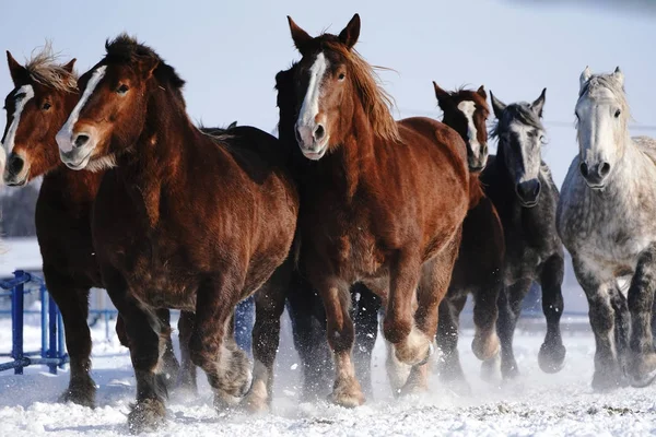 Lopende Paarden Winter — Stockfoto