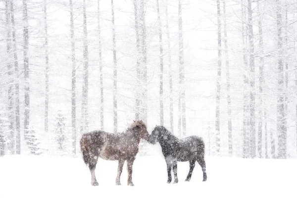 Koń Zimie Hokkaido — Zdjęcie stockowe