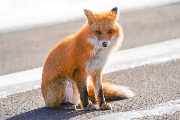 冬の北海道を狐します — ストック写真