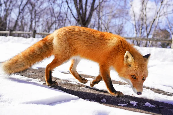 Fox Winter Hokaido — Stock Photo, Image