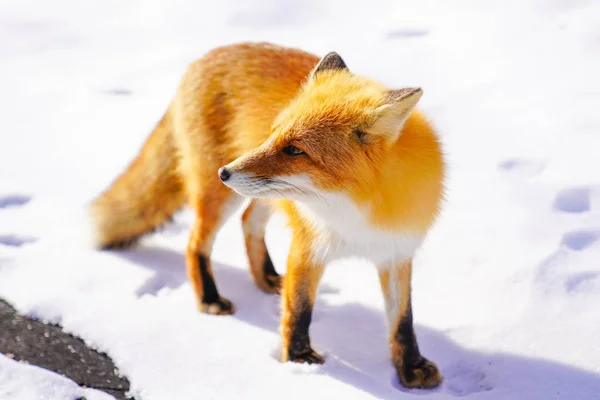 冬の北海道を狐します — ストック写真