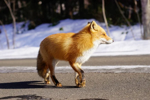 Fox Winter Hokaido — Stock Photo, Image