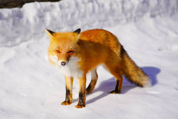 Fox in winter hokaido