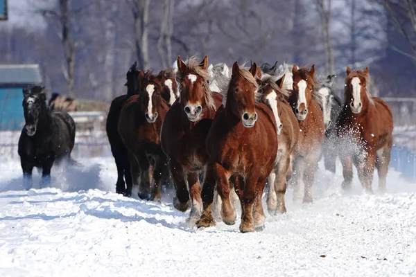 stock image running horses in wirner